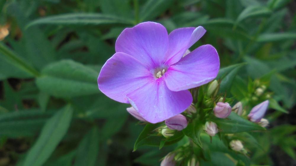 Flower Nature Bloom In The Summer Of Garden Petals Flower Nature Bloom In The Summer Of Garden Petals