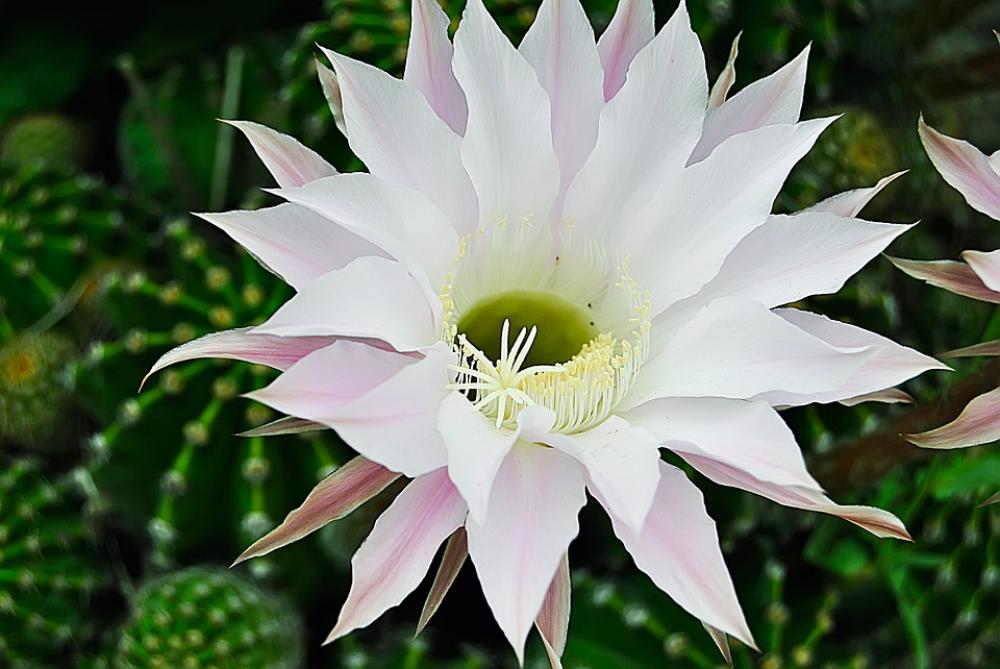 Flower Macro Nature Plant Garden Flora Romantic Flower Macro Nature Plant Garden Flora Romantic