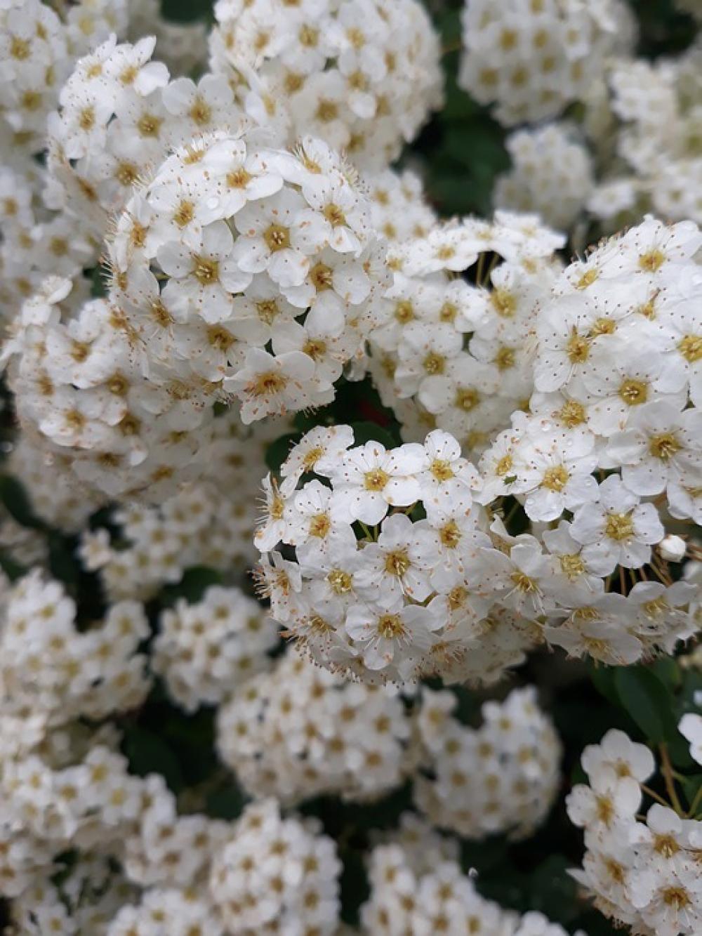 Flower Nature Bush Flora Natural Flower Nature Bush Flora Natural