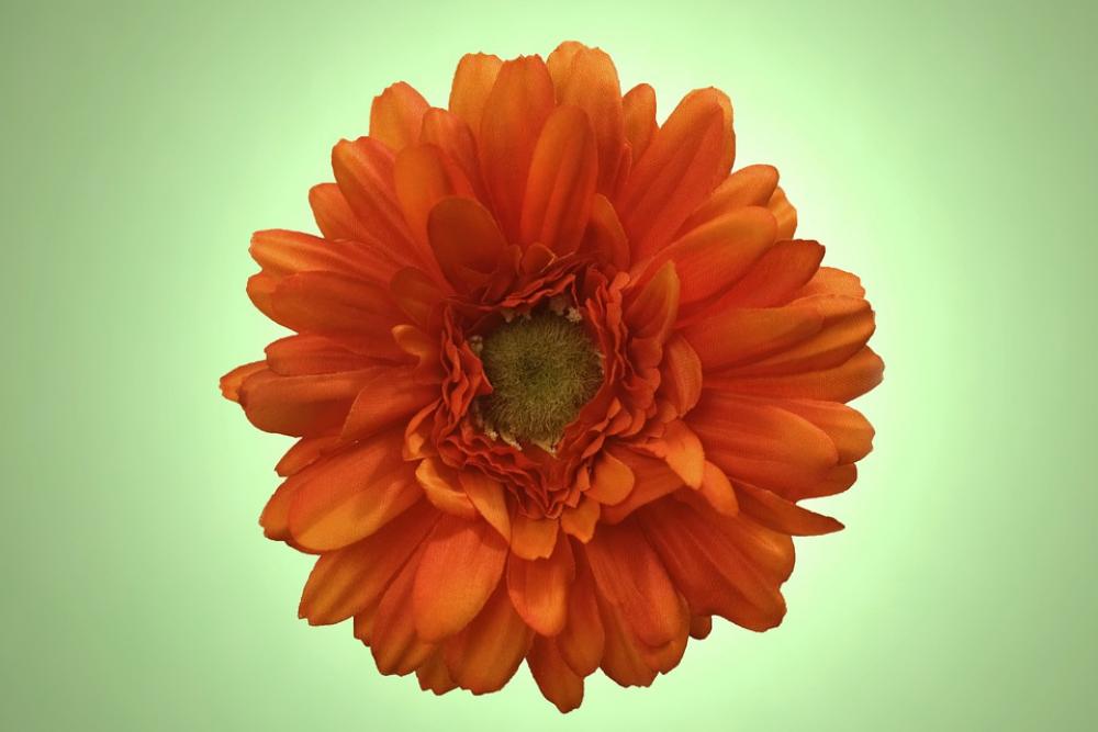 Flower Blossom Bloom Romance Petals Plant Nature Flower Blossom Bloom Romance Petals Plant Nature