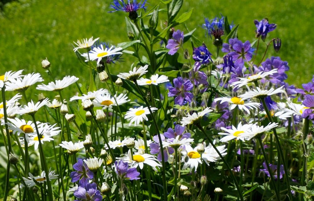 Flower Meadow Bloom Spring Flowers Spring Flora Flower Meadow Bloom Spring Flowers Spring Flora