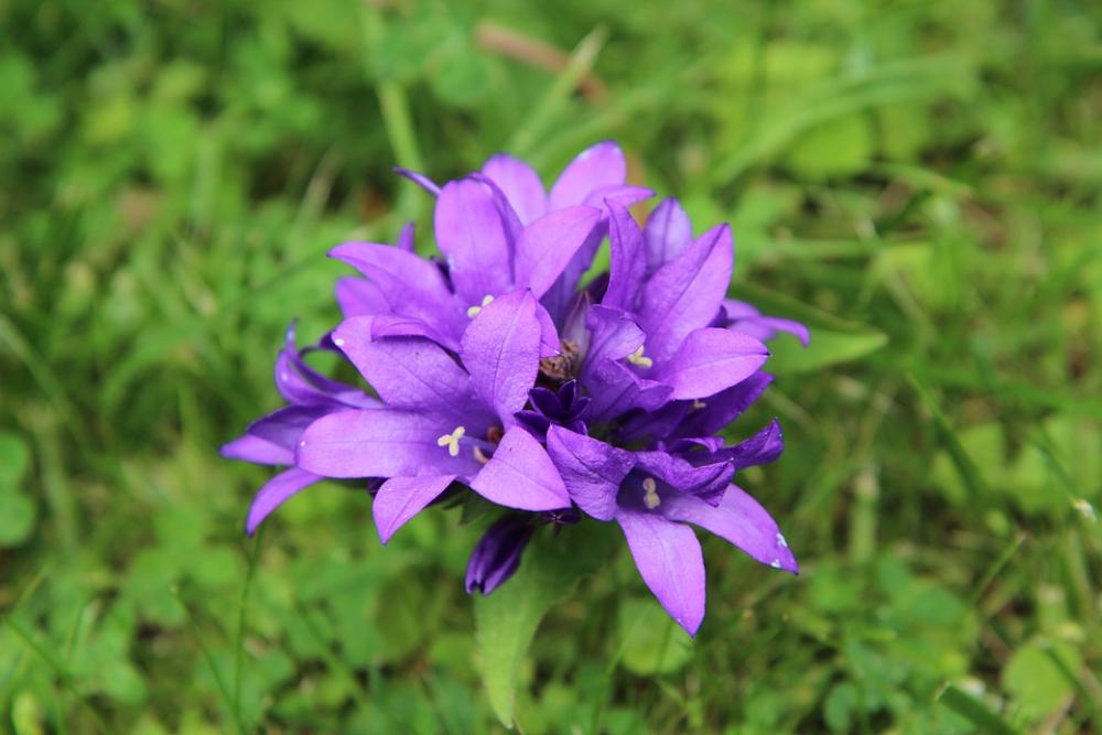 Flowering Summer Flowers Nature Flowers Botany Flowering Summer Flowers Nature Flowers Botany