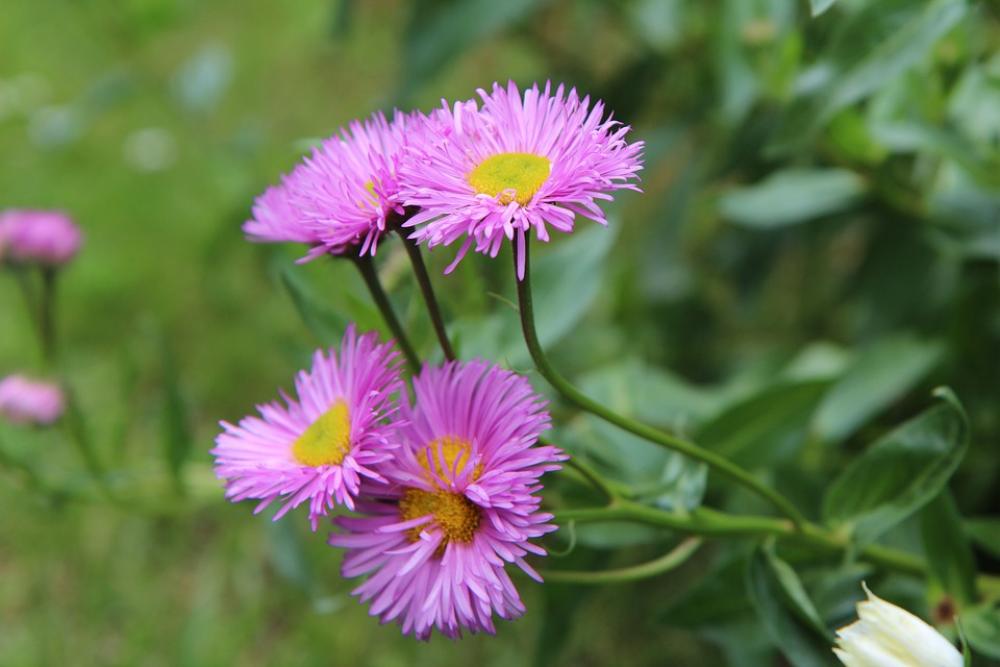 Flowering Annual Nature Garden Flowers Flowering Annual Nature Garden Flowers