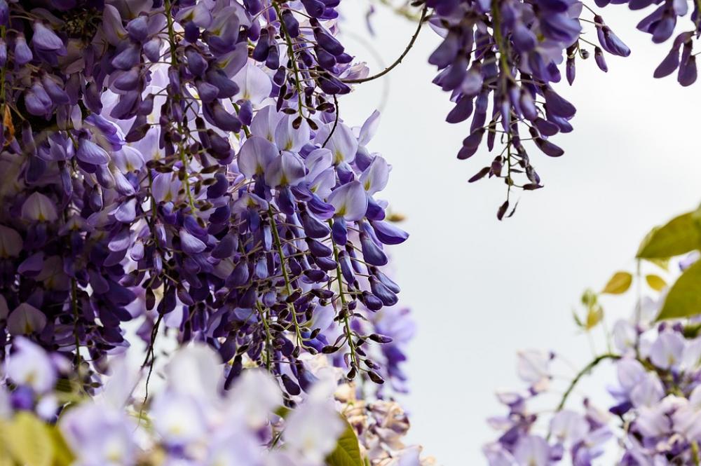 Flowers Garden Nature Plant Violet Blossom Bloom Flowers Garden Nature Plant Violet Blossom Bloom