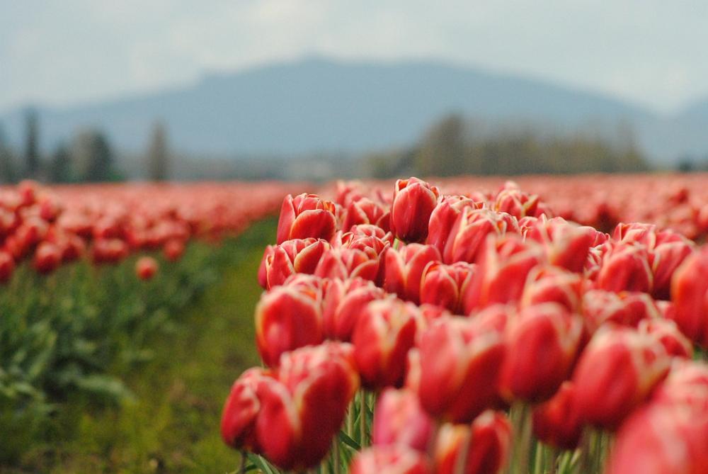 Flowers Tulip Bloom Red Flora Botanical Season Flowers Tulip Bloom Red Flora Botanical Season