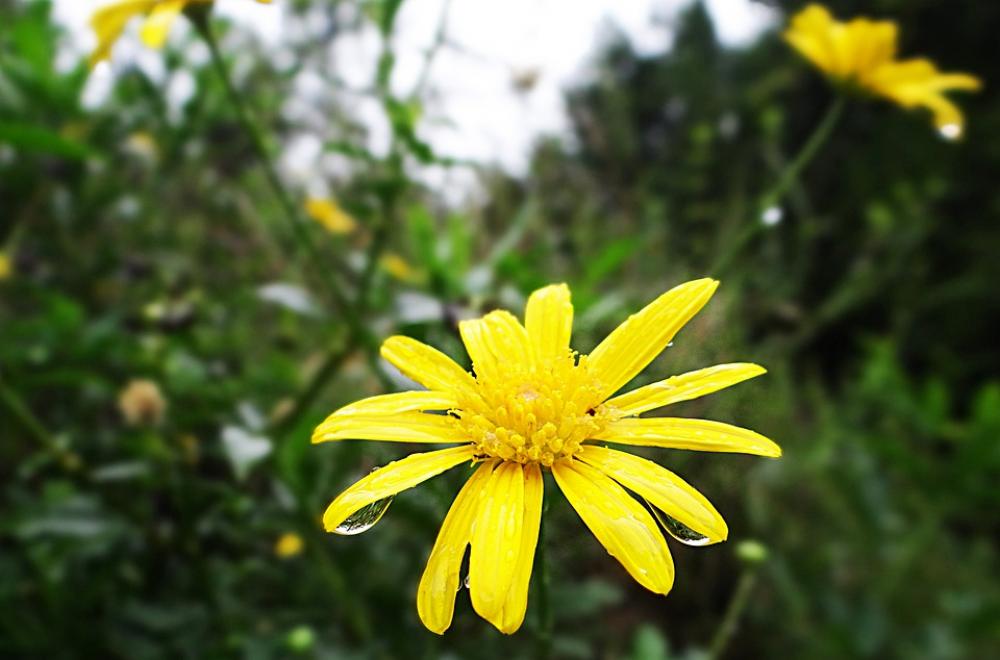 Flowers Yellow Green Petals Nature Spring Garden Flowers Yellow Green Petals Nature Spring Garden