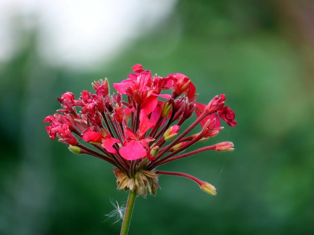 Flowers Red Flower Bloom Garden Blossom Nature Flowers Red Flower Bloom Garden Blossom Nature