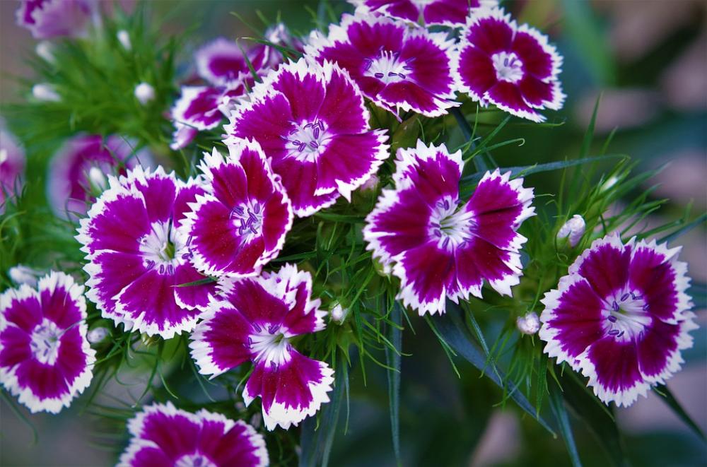 Flowers Carnations Variegated White Carnations Flowers Carnations Variegated White Carnations
