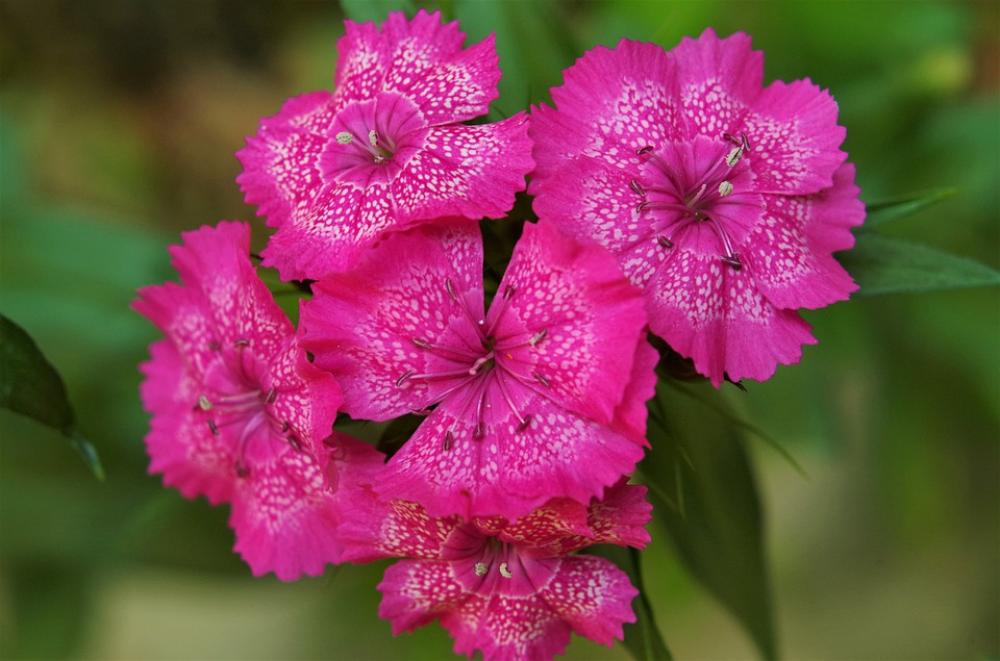 Flowers Carnations Variegated Pink Carnations Flowers Carnations Variegated Pink Carnations
