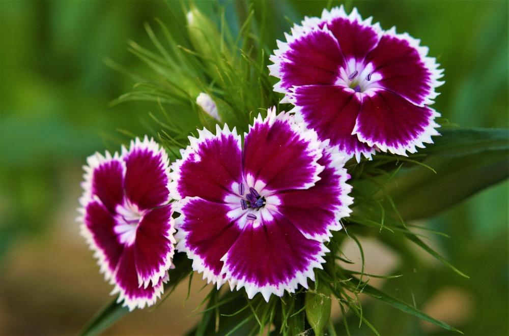 Flowers Carnations Variegated White Carnations Flowers Carnations Variegated White Carnations