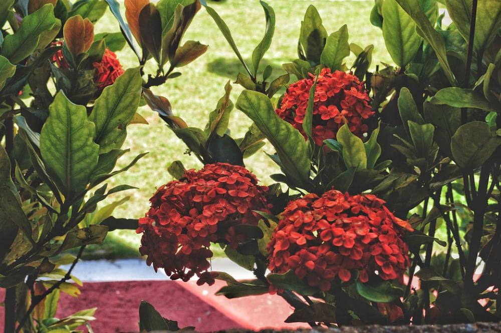 Flowers Plants Plant Colors Camera Green Flowers Plants Plant Colors Camera Green