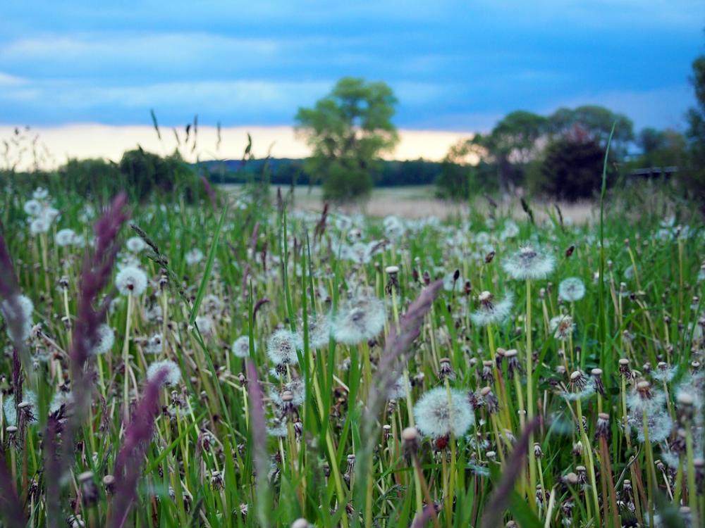Flowers Meadow Summer Flower Meadow Blossom Bloom Flowers Meadow Summer Flower Meadow Blossom Bloom