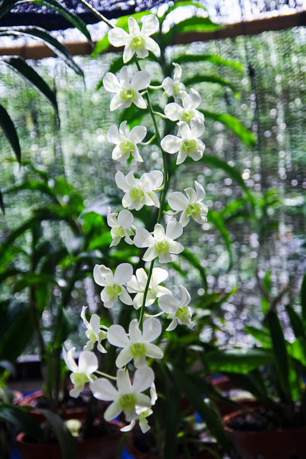 Flowers Plants Decorations Flower Nice The Garden Flowers Plants Decorations Flower Nice The Garden