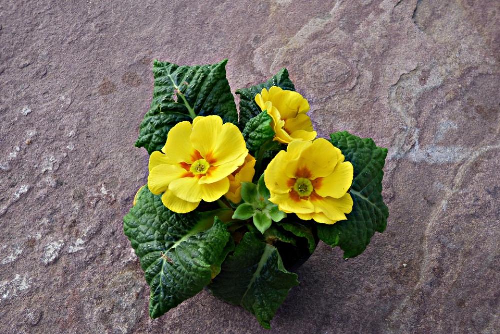 Flowers Yellow Soil Spring Petals Nature Flowers Yellow Soil Spring Petals Nature