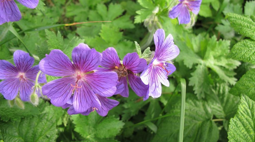 Flowers Meadow Violet Flowers Meadow Violet