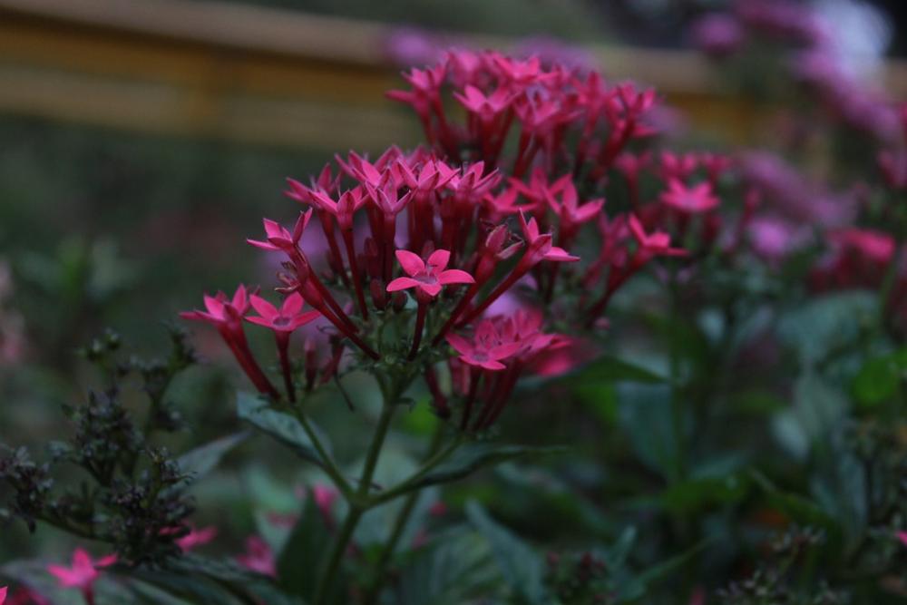 Flowers Pink Nature Bloom Plant Floral Indonesia Flowers Pink Nature Bloom Plant Floral Indonesia