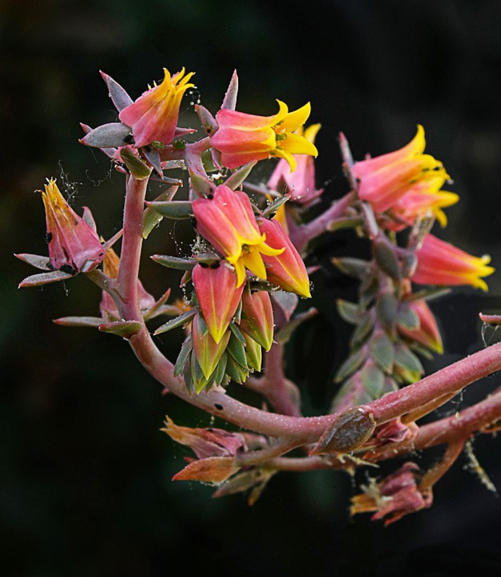 Flowers Cactus Nature Plants Garden Green Flowers Cactus Nature Plants Garden Green