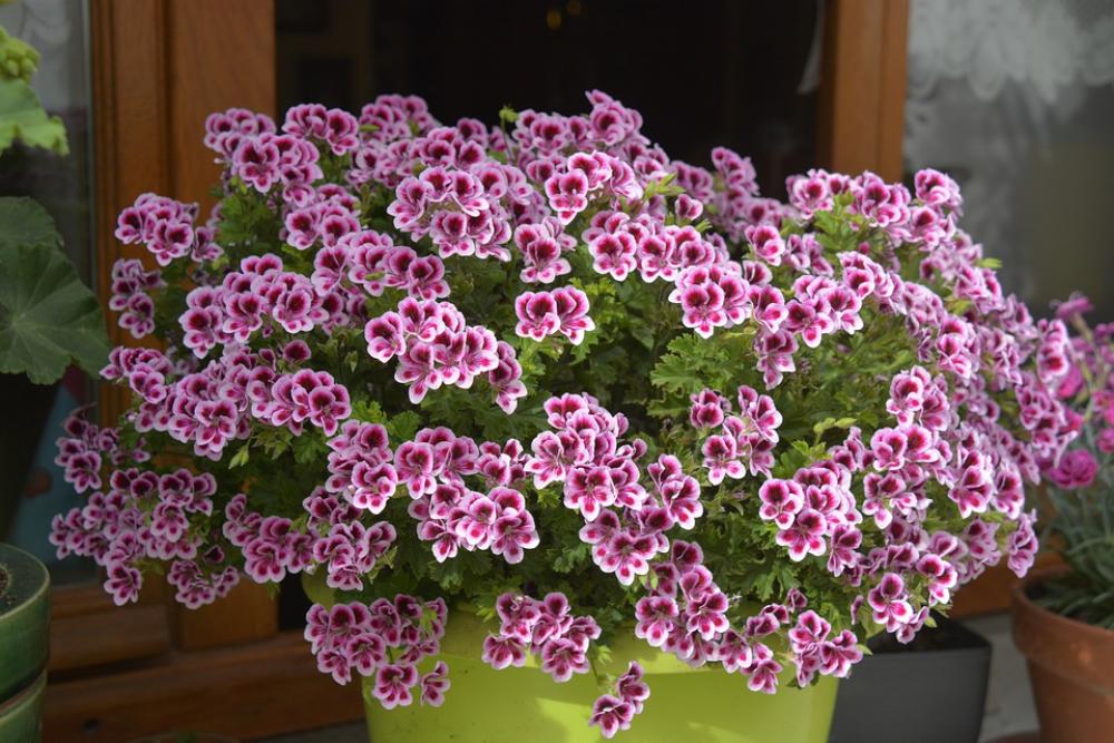 Flowers Geranium Nature Plants Purple Flora Flowers Geranium Nature Plants Purple Flora