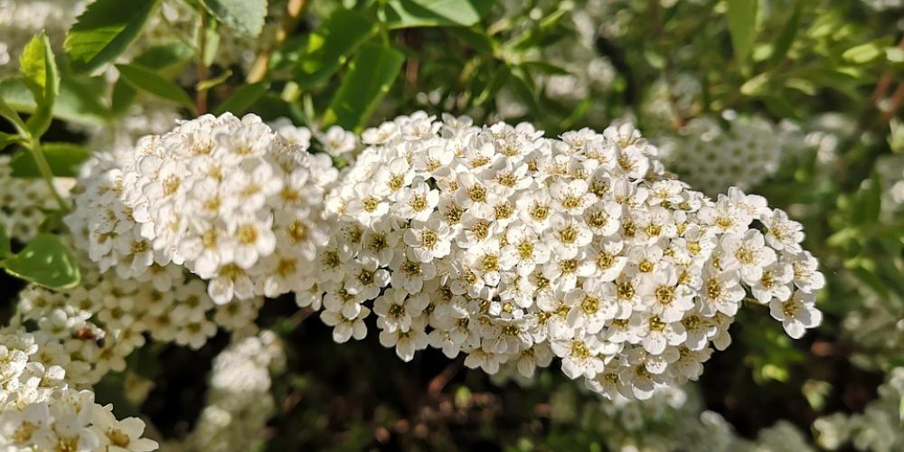 Flowers Bush Spring Nature Blossom Bloom Flowers Bush Spring Nature Blossom Bloom