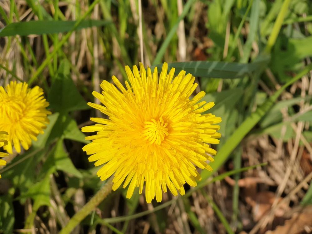 Flowers Nature Plants Spring The Nature Of The Flowers Nature Plants Spring The Nature Of The