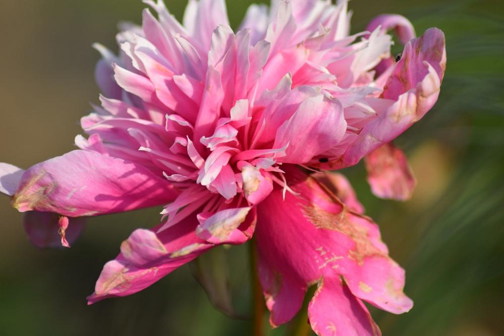 Flowers Summer Nature Blossom Bloom Spring Garden Flowers Summer Nature Blossom Bloom Spring Garden