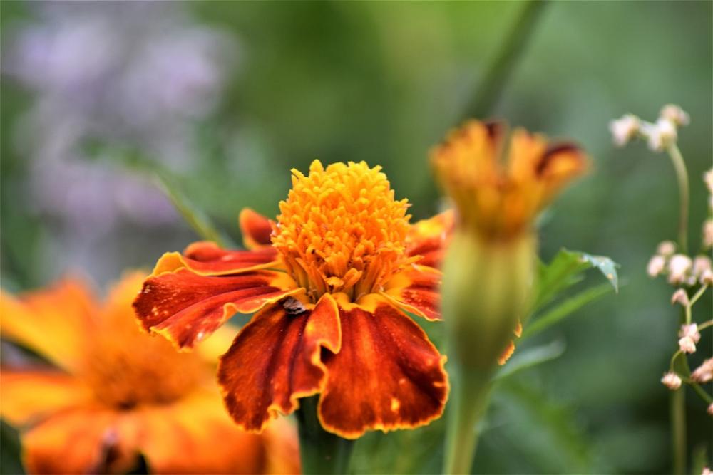 Flowers Summer Nature Blossom Bloom Spring Garden Flowers Summer Nature Blossom Bloom Spring Garden