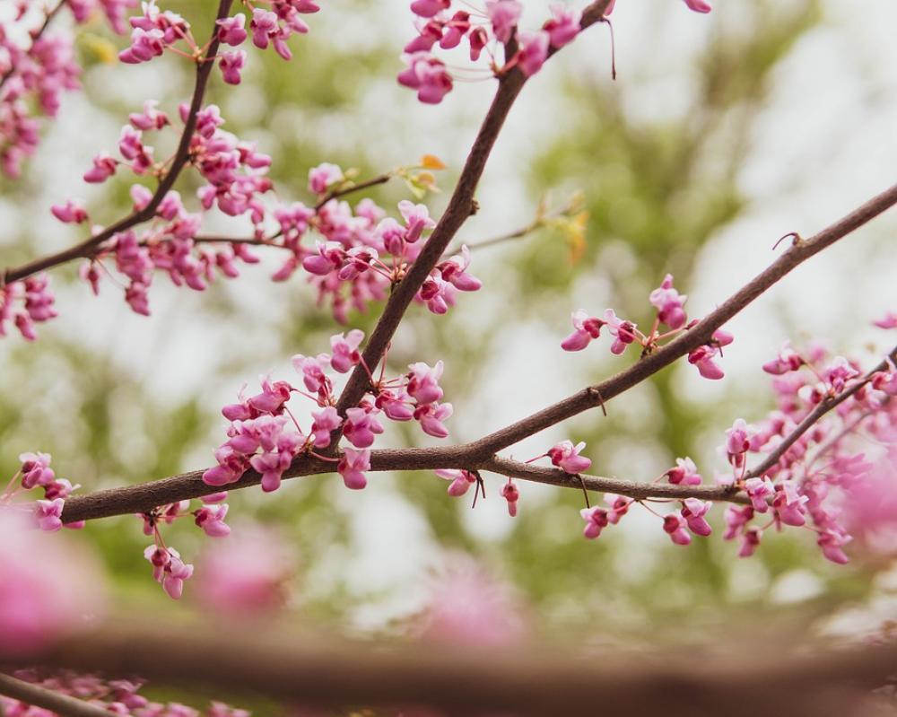 Flowers Tree Bloom Branch Blossom Spring Pink Flowers Tree Bloom Branch Blossom Spring Pink