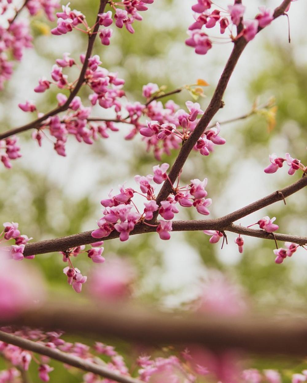 Flowers Tree Bloom Branch Blossom Spring Pink Flowers Tree Bloom Branch Blossom Spring Pink