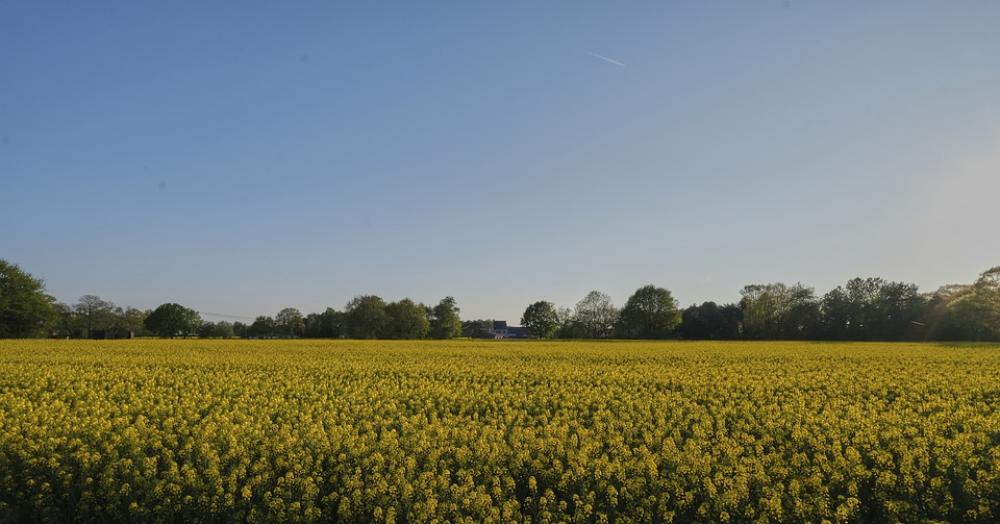 Flowers Field Flower Field Yellow Flowers Flowers Field Flower Field Yellow Flowers