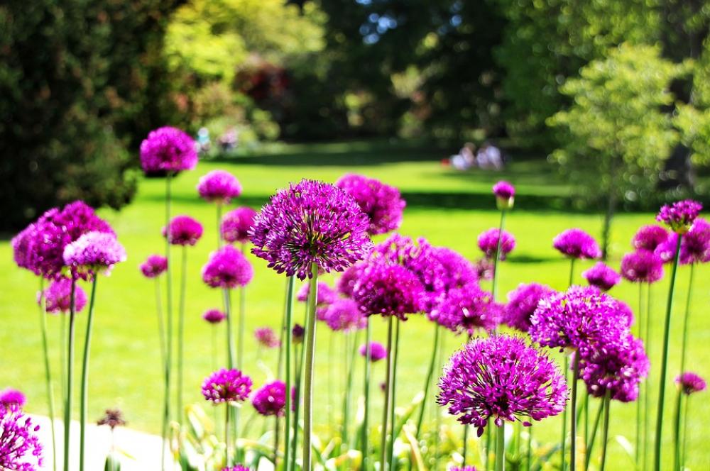 Flowers Garden Park Rush Picnic Nature Blossom Flowers Garden Park Rush Picnic Nature Blossom