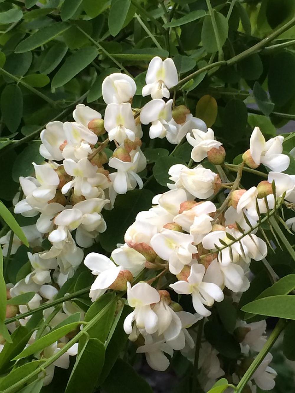 Flowers White Flower Panicle Branches Plant Nature Flowers White Flower Panicle Branches Plant Nature