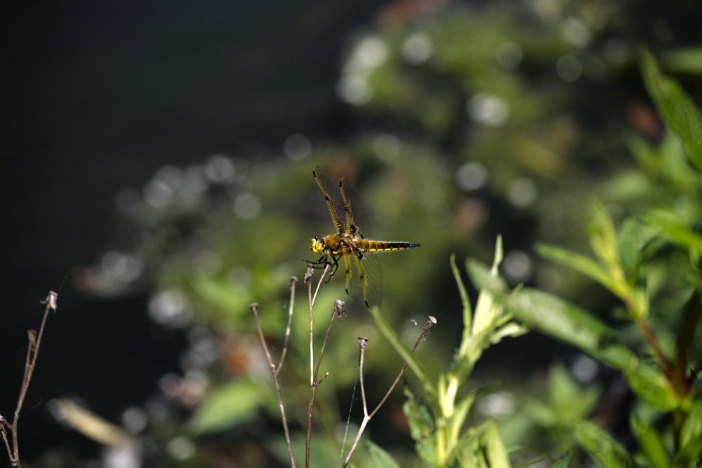 Flying Insect Brown Dragonfly Sitting Still Nature Flying Insect Brown Dragonfly Sitting Still Nature