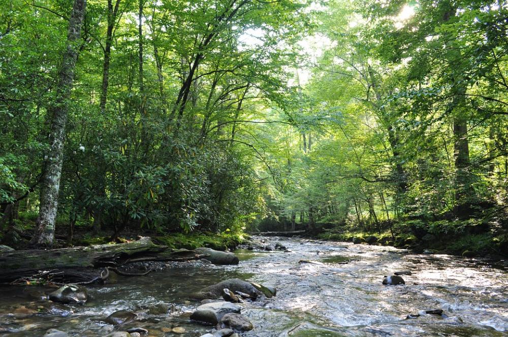 Forest River Nature Landscape Water Trees Wood Forest River Nature Landscape Water Trees Wood