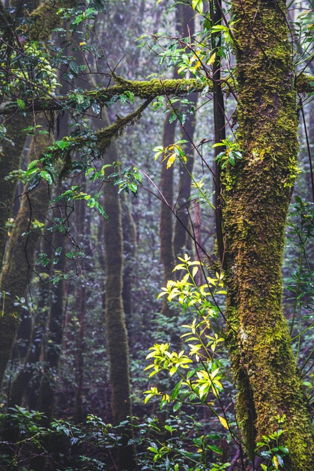 Forest Tenerife Nature Anaga Landscape Tree Away Forest Tenerife Nature Anaga Landscape Tree Away