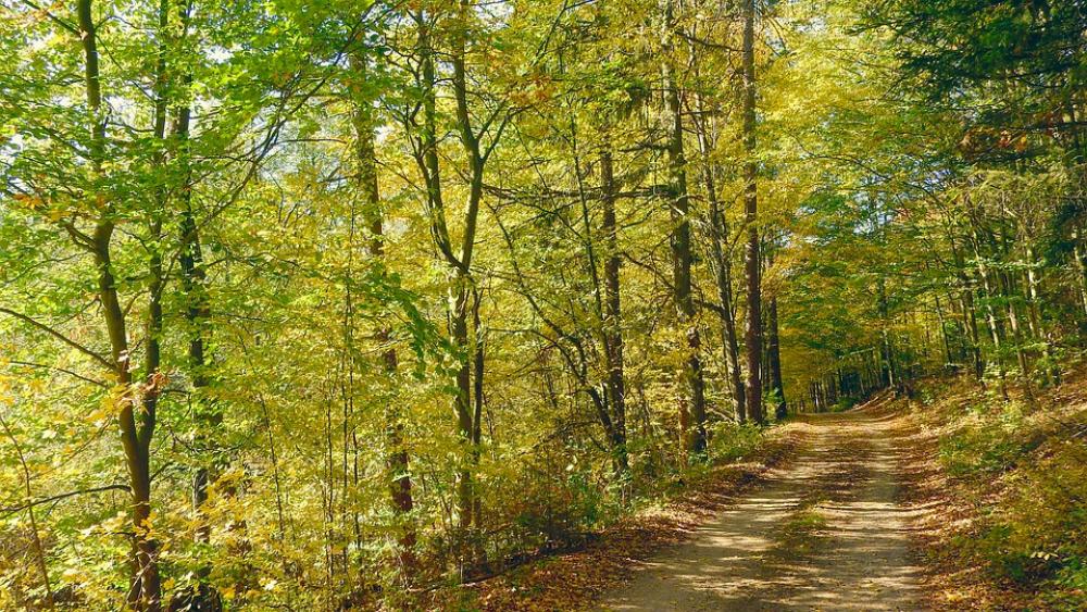 Forest Road Autumn Forest Autumn In The Forest Forest Road Autumn Forest Autumn In The Forest