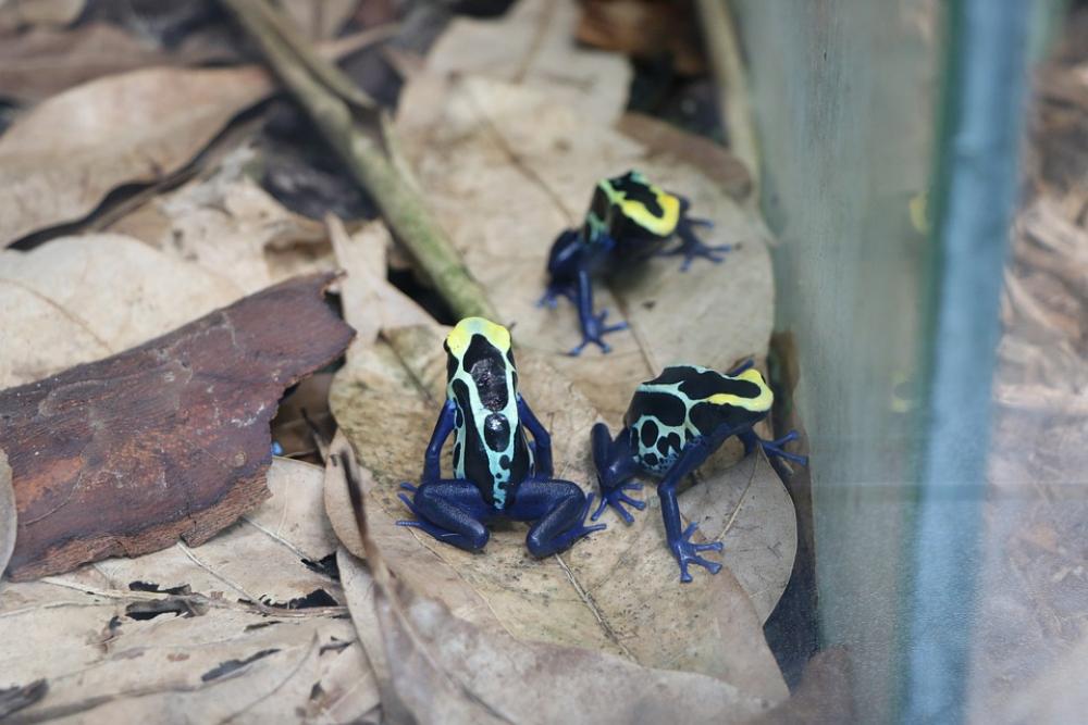 Frog Zoology Animal Nature Wildlife Frog Zoology Animal Nature Wildlife