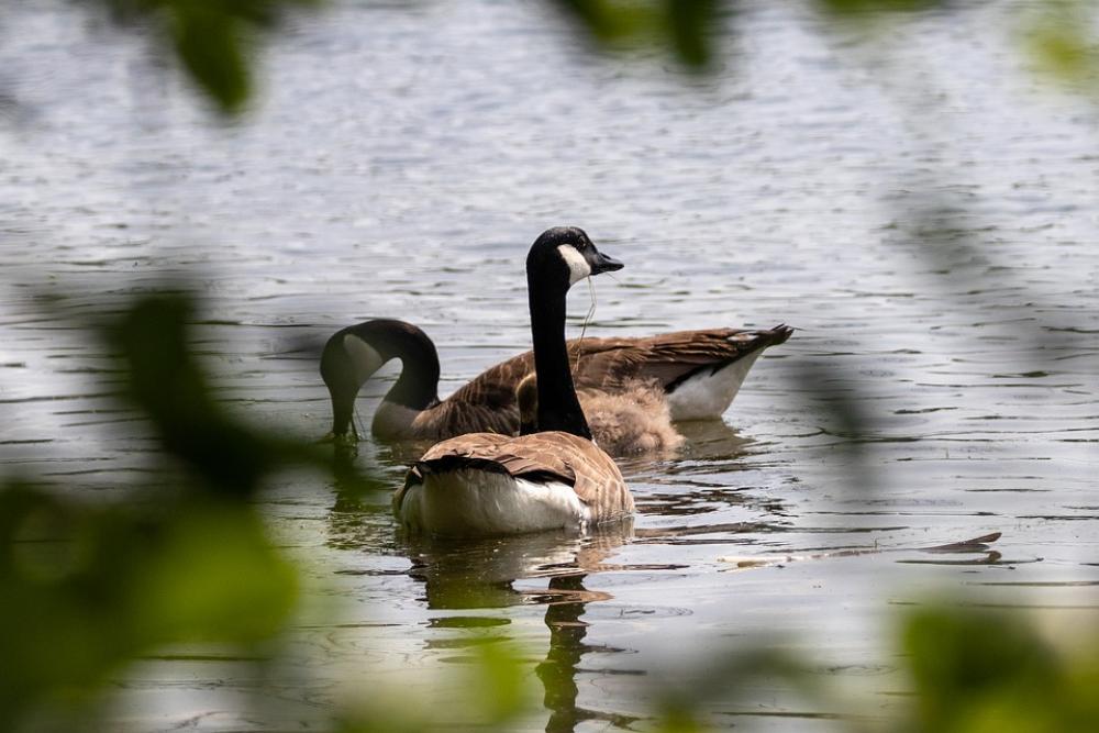 Geese Canada Geese Nature Animals Goose Waterfowl Geese Canada Geese Nature Animals Goose Waterfowl