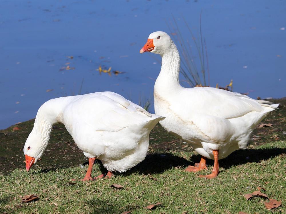 Geese Birds Poultry Lake Park Nature Geese Birds Poultry Lake Park Nature