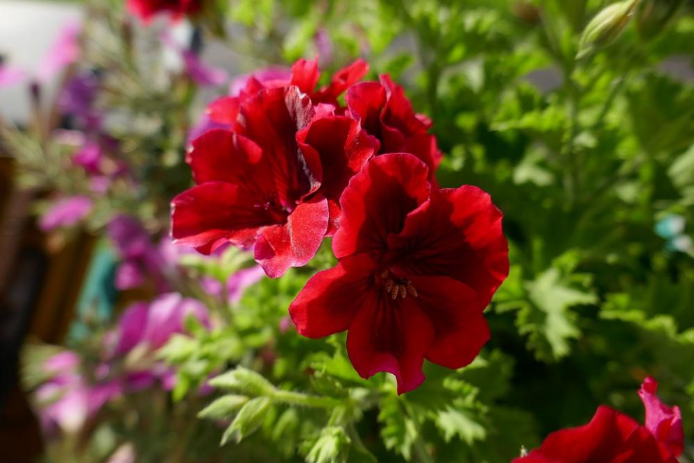 Geranium Red Flowers Green Garden Geranium Red Flowers Green Garden