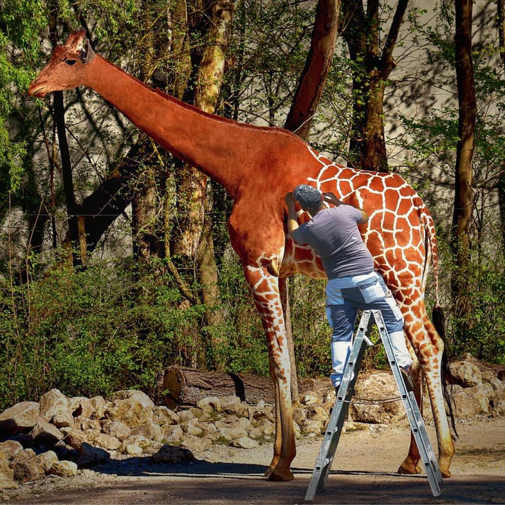 Giraffe Photomontage Fantasy Composing Paint Giraffe Photomontage Fantasy Composing Paint