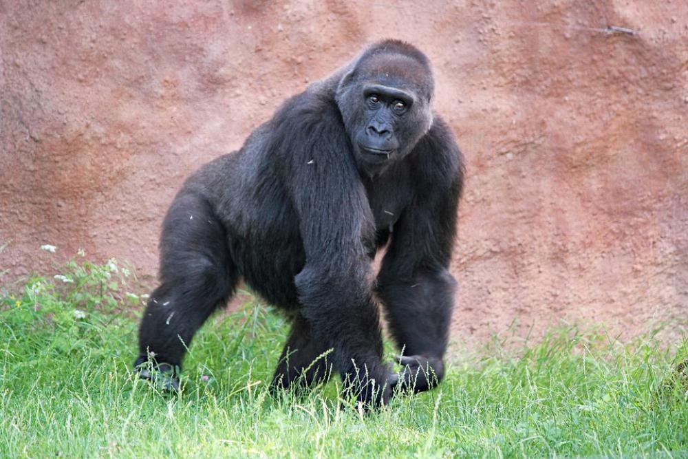 Gorilla Lowland Primate Male Monkey Animal Black Gorilla Lowland Primate Male Monkey Animal Black