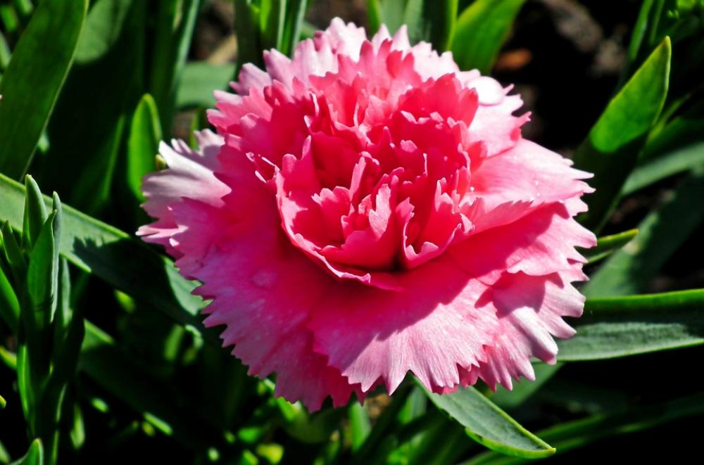 Gożdzik Flower Pink Spring Garden Blooming Nature Gożdzik Flower Pink Spring Garden Blooming Nature