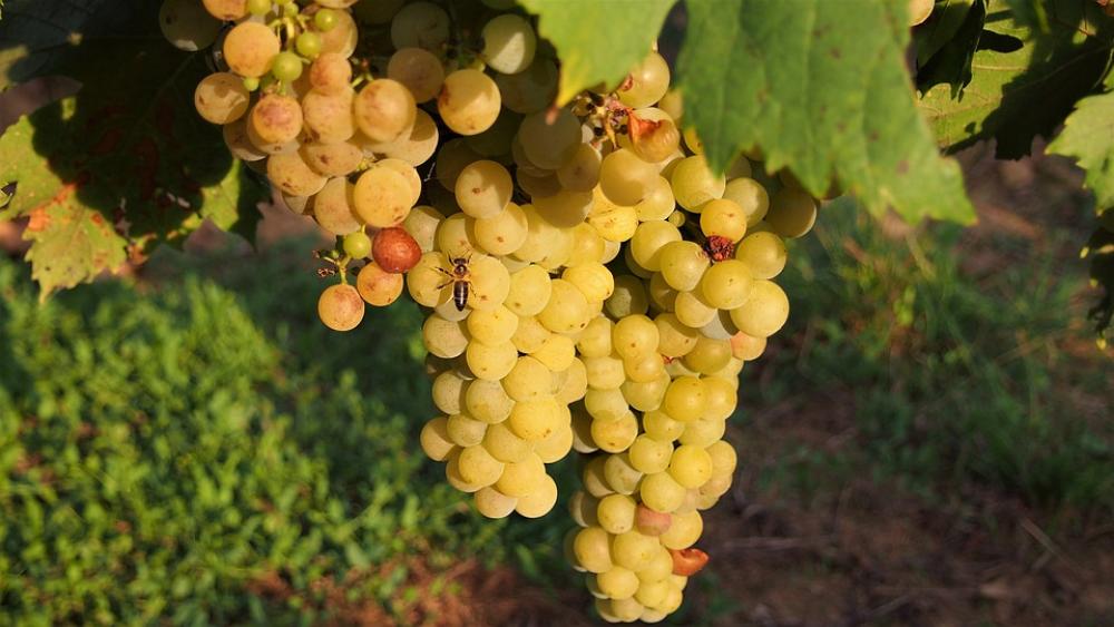 Grapes Wine Fruit Winegrowing Grapes Wine Fruit Winegrowing