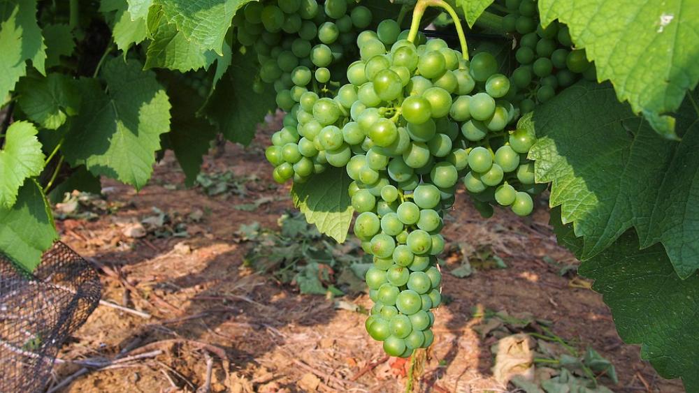 Grapes Green Vineyard Wine Grapes Green Vineyard Wine
