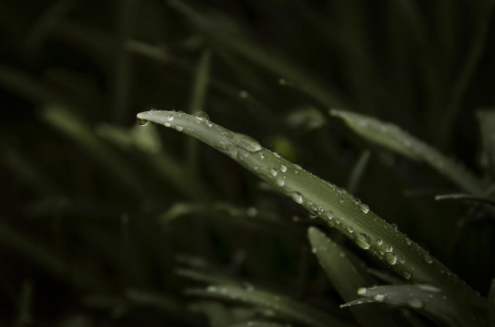 Grass Green Nature Water Droplets Field Grass Green Nature Water Droplets Field