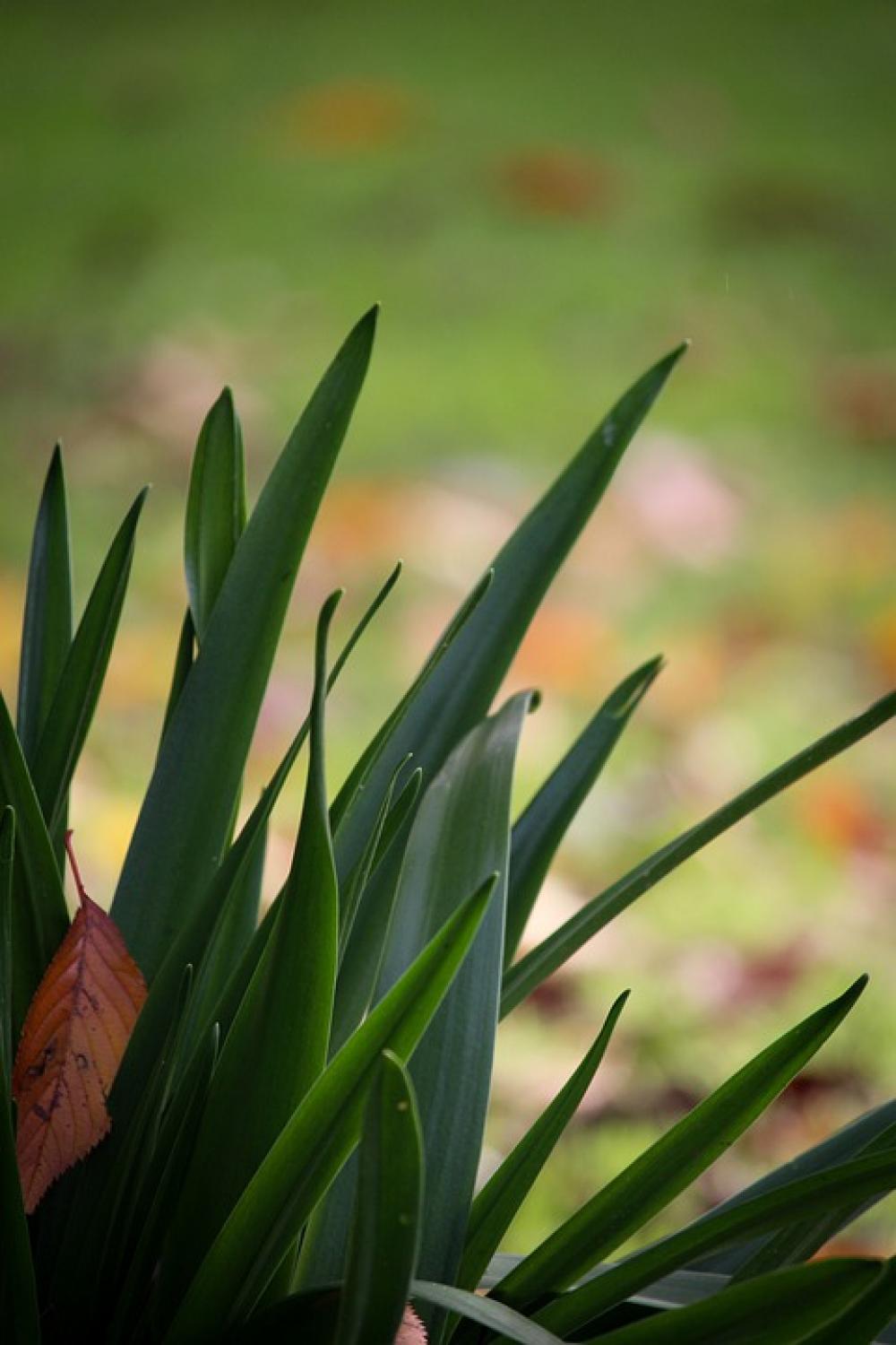 Green Leaves Autumn Nature Leaf Plant Fall Green Leaves Autumn Nature Leaf Plant Fall