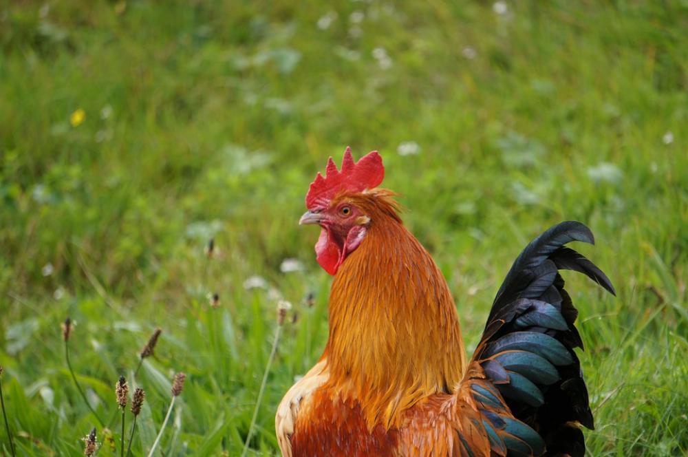 Hahn Chicken Gockel Bird Farm Poultry Cockscomb Hahn Chicken Gockel Bird Farm Poultry Cockscomb