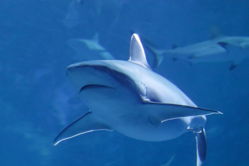 Hai Predator Fish Ocean Sea Dangerous Underwater Hai Predator Fish Ocean Sea Dangerous Underwater