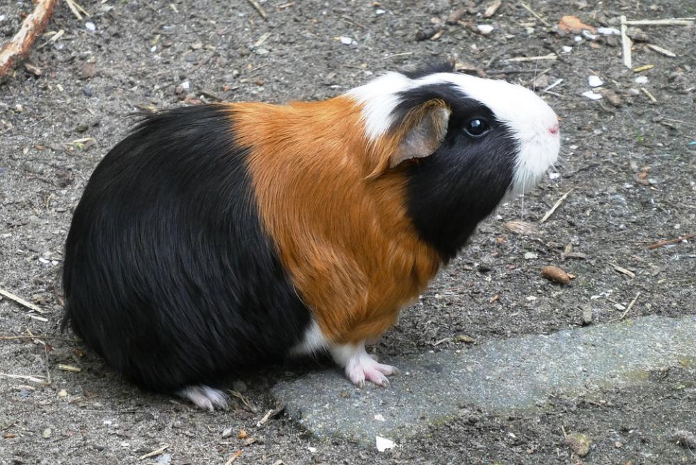 Hamster Coat Head Animal Park Outdoor Life Fauna Hamster Coat Head Animal Park Outdoor Life Fauna
