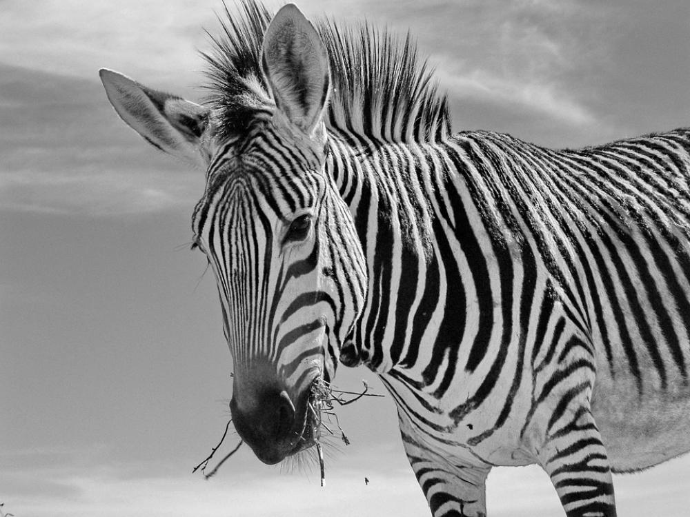 Hartmann'S Zebra Mountain Zebra Africa South Africa Hartmann'S Zebra Mountain Zebra Africa South Africa